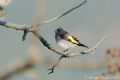 Carduelis carduelis